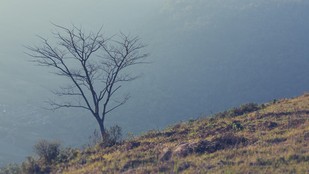 Branches of leafless tree with local landscape view and mountain range in the distance in vintage tone.の写真素材