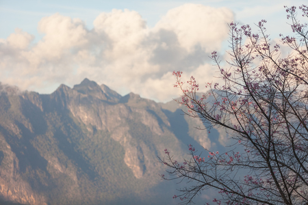 Cherry blossom with Chiang Dao mountain in the background.の写真素材