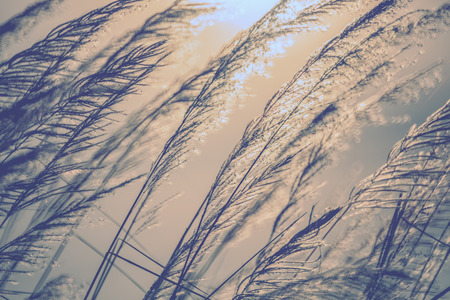 Silhouette of wildflowers in the morning sunrise and vintage blue tone.の写真素材