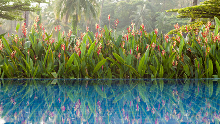 Swimming pool beside a tropical flower garden.の写真素材