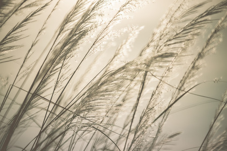 Silhouette of wildflowers in the morning sunrise and vintage tone.の写真素材