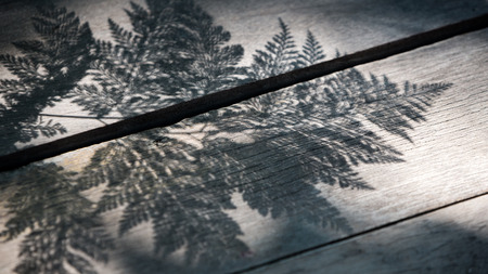 Abstract of fern leafs shadow on wooden floor in black and white.の写真素材