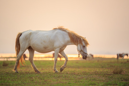 Horses grazing on a green grass field in front of a lake just before sunset (photo taken with reflex lens)の写真素材