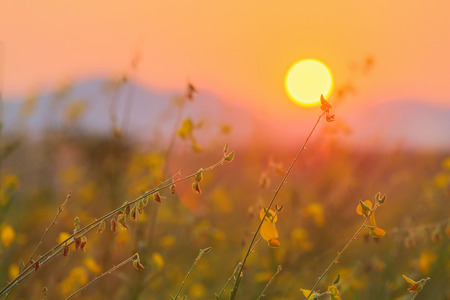 Backlit of Crotalaria field in northern of Thailand durign sunset . This is commonly grown to improve the the soil degradtion.の写真素材