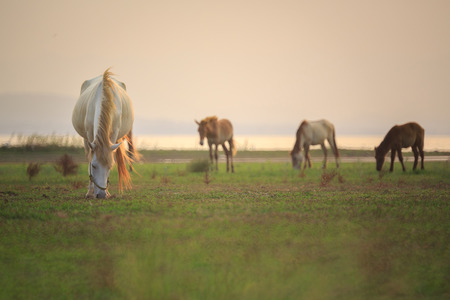 Horses grazing on a green grass field in front of a lake just before sunset (photo taken with reflex lens)の写真素材