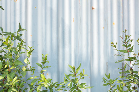 Backdrop of an old corrugated metal sheet wall with green plants frame in the front.の写真素材