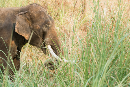 Asian elephant walking and eating grass in a grassland.の写真素材