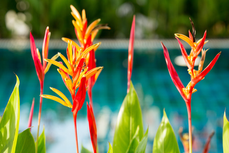 Bird of paradise flower decorated beside swiming pool