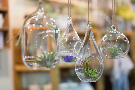 DIY tiny hanging glass flower pot with wooden shelves on wall.の写真素材