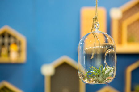 DIY tiny hanging glass flower pot with wooden shelves on blue wall.の写真素材