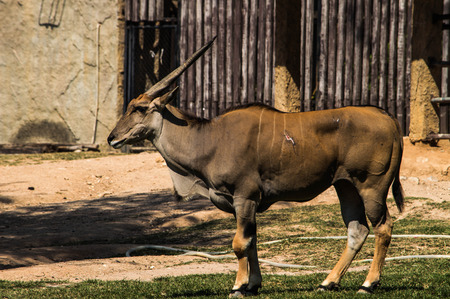 animalの写真素材