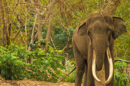elephantの写真素材