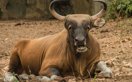 Bantengの写真素材