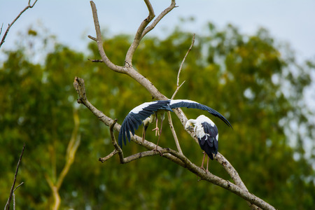 Asian Openbill invasive species In southern Asia, from Pakistan, India, Nepal, Sri Lanka, Bangladesh, Burma, Thailand, Indochina.の写真素材