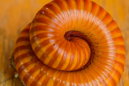 Millipedes are several species of invertebrates. A rigid shell Body length of a segment Do not split the chest or abdomen to see.の写真素材