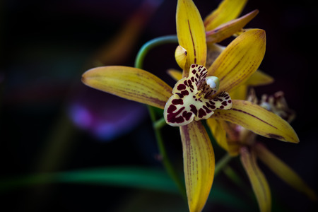 orchid hybrids.の写真素材