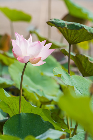 Lotus in the pool.の写真素材