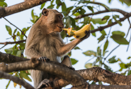 Monkey eating banana.の写真素材