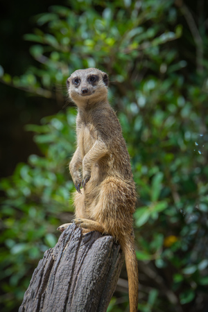 Suricata suricatta.の写真素材