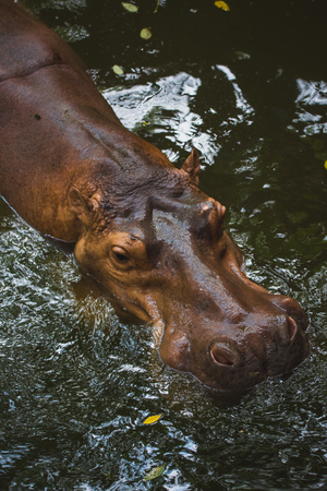 Hippos are swimming in the river.