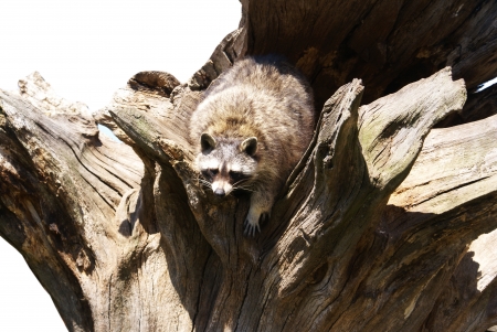 raccoonの写真素材