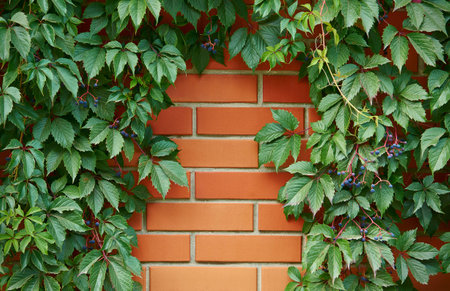 Background with bricks and grapesの写真素材