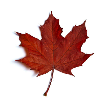 Red maple leaf isolated on white backgroundの写真素材