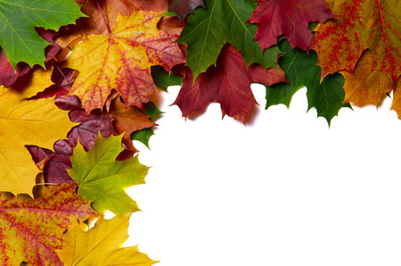 Background with maple leaves in the left cornerの写真素材