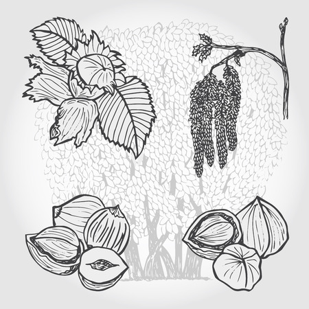 Hazelnut, tree and nuts, vector sketch illustrationのイラスト素材