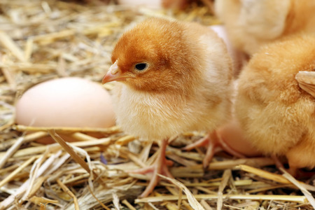 Little chicks in the hay with eggsの写真素材