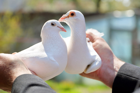 Two white pigeons in the hands of breedersの写真素材