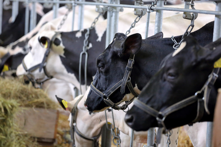 Black and white cows eating hay in the stable on farmの写真素材