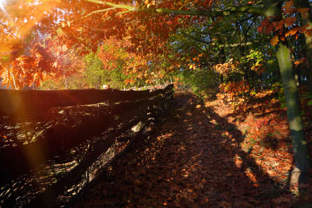 Autumn view: path in the forest along the fence and sunset and empty space for text