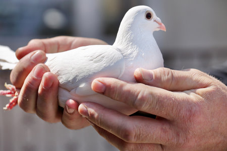 White breeding pigeon, man holds in his handsの写真素材