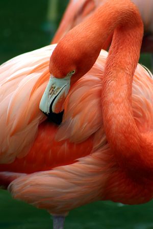 A pink flamingo grooming herself at Sea World, Orlando, Floridaの写真素材