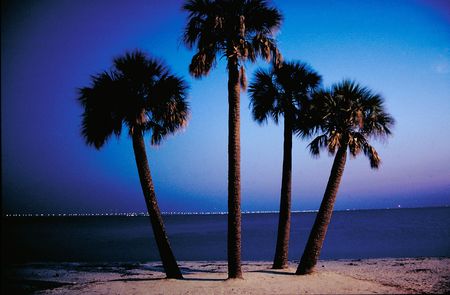 Stand of four palm trees on beach at sunset in Clearwater, Floridaの写真素材