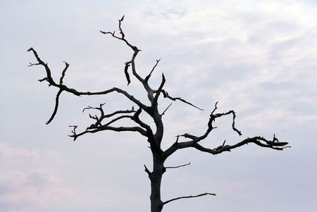 Stark dead tree against gray sky in Florida
