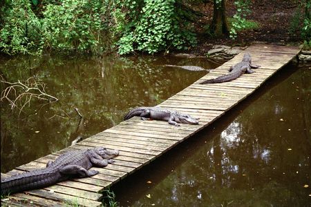 Three aligators laying on a wooden bridgeの写真素材