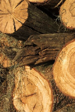 Logs of firewood stacked in sunset