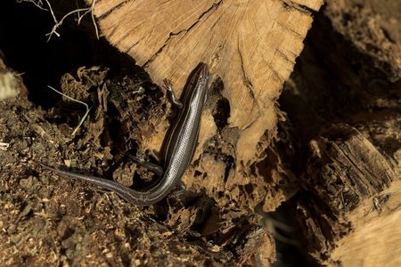 Small black skink climbing on logs of firewoodの写真素材