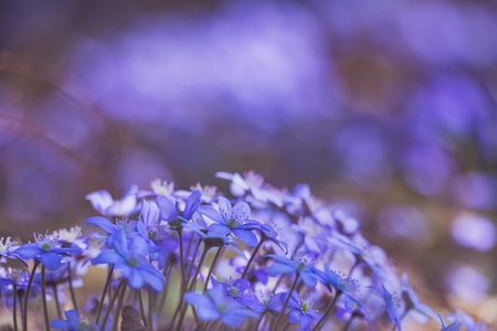 Spring viewの写真素材