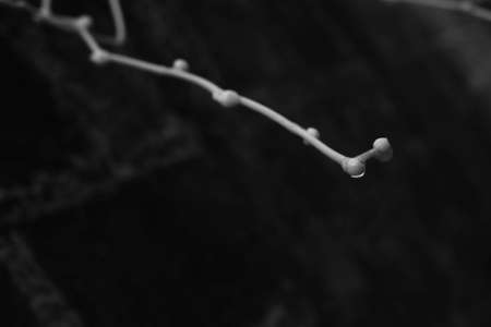 flower twig in bwの写真素材