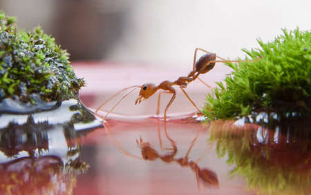antの写真素材