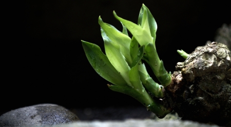 Growin Upの写真素材