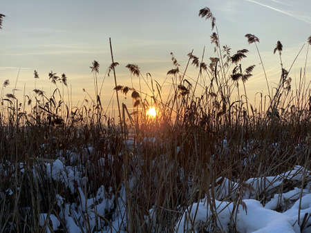 view of the frozen BiaÅe lake in the vicinity of WÅodawa with a large amount of snow view of the reedsの写真素材