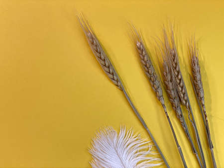 On a yellow background s there is a bundle of cornの写真素材