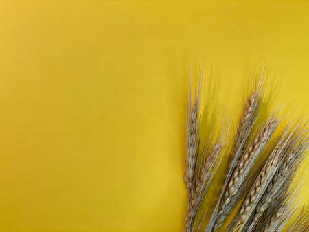 On a yellow background s there is a bundle of cornの写真素材