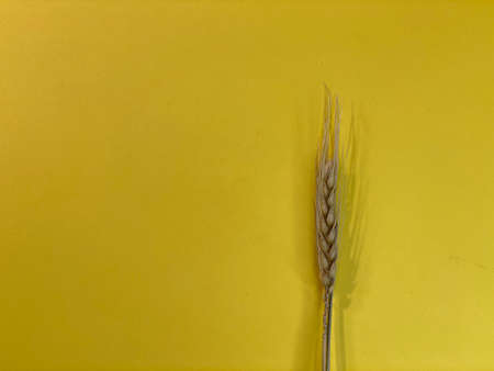 On a yellow background s there is a bundle of cornの写真素材