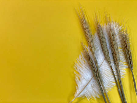 On a yellow background s there is a bundle of cornの写真素材