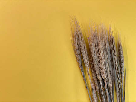 On a yellow background s there is a bundle of cornの写真素材